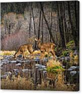 Deer Crossing Canvas Print