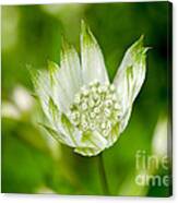 Delicate Spring Time Flower Canvas Print