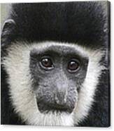 Demure Young Black And White Colobus Canvas Print