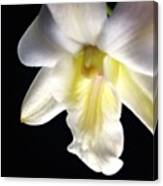 Dendrobium #flower #orchid #floral Canvas Print