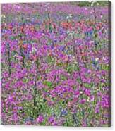 Dense Phlox And Other Wildflowers Canvas Print