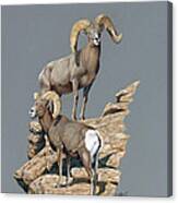Desert Bighorn Rams Canvas Print