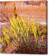 Desert Flower Canvas Print