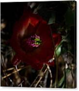 Desert Flower Canvas Print