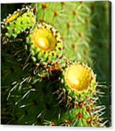 Desert Flowers Canvas Print