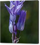 Desert Hyacinth 2 Canvas Print