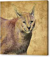 Desert Lynx Canvas Print