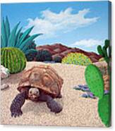 Desert Tortoise Canvas Print