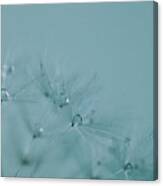 Dew Drops On Dandelion Seeds Canvas Print