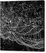 Dew Laden Cobweb Canvas Print