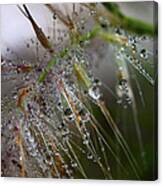 Dew On Fountain Grass Canvas Print