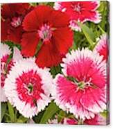Dianthus 'summer Splash' Flowers Canvas Print