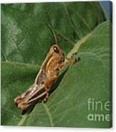 Differential Grasshopper Canvas Print