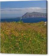 Dingle Wildflowers Canvas Print