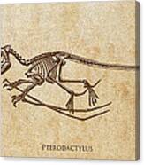Dinosaur Pterodactylus Canvas Print