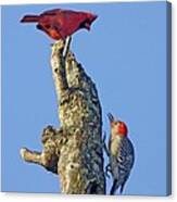 Dispute Between A Red Cardinal And A Red-bellied Woodpecker Canvas Print