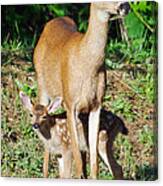 Doe And Fawn Canvas Print
