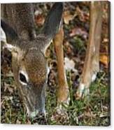 Doe Feeding Canvas Print