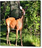 Doe In Sunlight Canvas Print