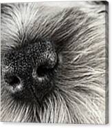 Dog Nose Canvas Print
