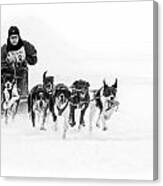 Dog Sled Team Canvas Print