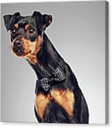 Dog Wearing Bow Tie Canvas Print