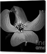 Dogwood In Black And White Canvas Print