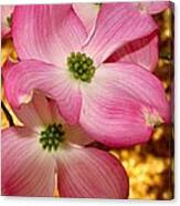 Dogwood In Pink Canvas Print