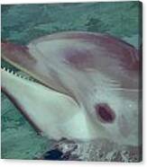 Dolphin At Seaworld Canvas Print