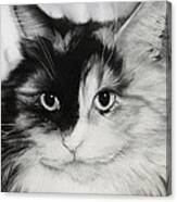 Domestic Cat Canvas Print