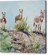 Donkeys Canvas Print