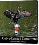 Double Crested Cormorant Canvas Print