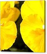 Double Yellow Canvas Print