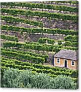 Douro Valley Vineyards Canvas Print