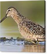 Dowitcher In The Water Canvas Print