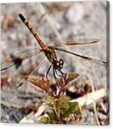 Dragonfly Canvas Print