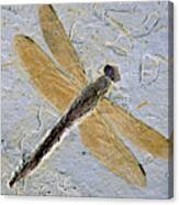 Dragonfly Fossil Canvas Print