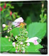 Dragonfly Haven Canvas Print