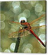Dragonfly In The Spotlights Canvas Print