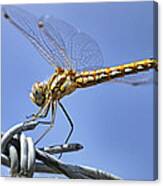 Dragonfly On Barbed Wire Canvas Print