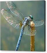 Dragonfly On Stick Canvas Print