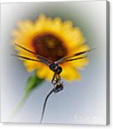 Dragonfly On Yellow Canvas Print