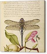 Dragonfly-pear-carnation And Insect Canvas Print