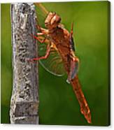 Dragonfly Resting Canvas Print