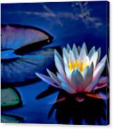 Dreaming Of A Waterlily Canvas Print