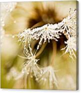 Dreamy Dandelion Canvas Print