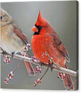 Dreamy Redbirds Canvas Print