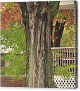 Old Maple Tree Dressed For Fall Canvas Print