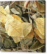 Dried Leaf Still Life Canvas Print