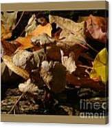 Dried Mushrooms In The Wild Canvas Print